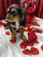 Anastasia, a female Cavalier King Charles Spaniel for sale in Los Angeles, CA – Photo 2 of 10
