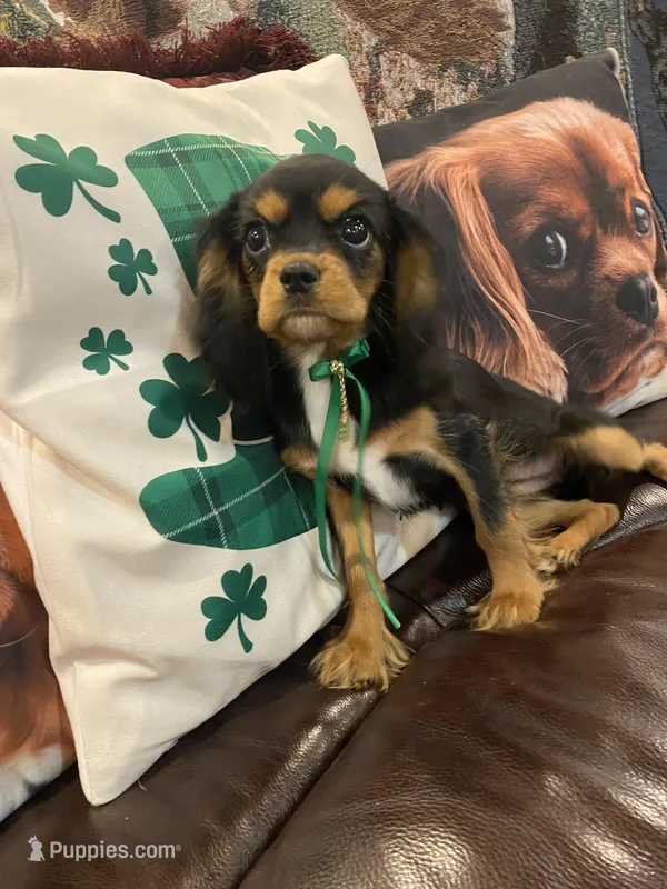 Anastasia – Cavalier King Charles Spaniel puppy for sale in Los Angeles, CA