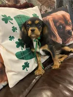 Anastasia, a female Cavalier King Charles Spaniel for sale in Los Angeles, CA – Photo 1 of 4