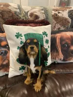 Anastasia, a female Cavalier King Charles Spaniel for sale in Los Angeles, CA – Photo 3 of 4