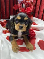 Anastasia, a female Cavalier King Charles Spaniel for sale in Los Angeles, CA – Photo 9 of 10