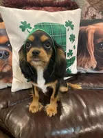 Anastasia, a female Cavalier King Charles Spaniel for sale in Los Angeles, CA – Photo 2 of 4