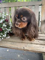 Mr. GoodBar, a male Cavalier King Charles Spaniel for sale in San Diego, CA – 7 of 9