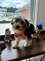 Jinx, a male Morkie for sale in Redding, CA – 3 of 6