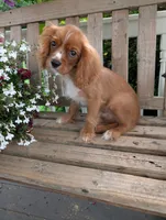 Dallas, a male Cavalier King Charles Spaniel for sale in Temecula, CA – 8 of 8
