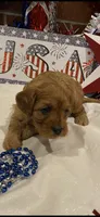 Addie , a female Cavapoo for sale in San Diego, CA – 6 of 7