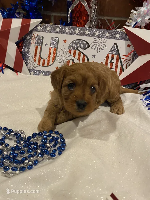 Addie  – Cavapoo puppy for sale in San Diego, CA