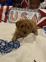 Addie , a female Cavapoo for sale in San Diego, CA – 1 of 7