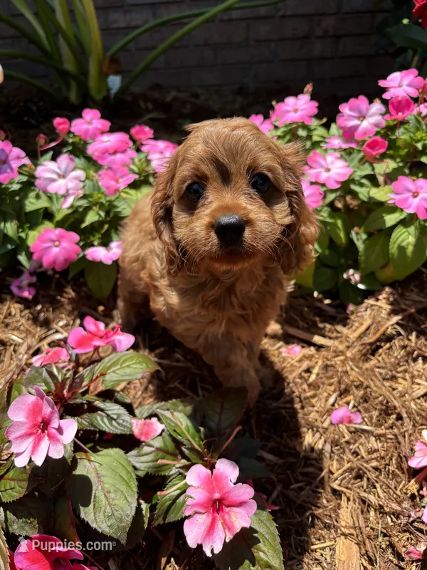 Addie  – Cavapoo puppy for sale in New York City, NY