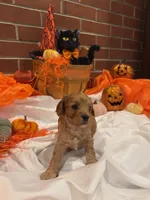 Cavachons male 1, a male Cavachon for sale in Tampa, FL – 1 of 7