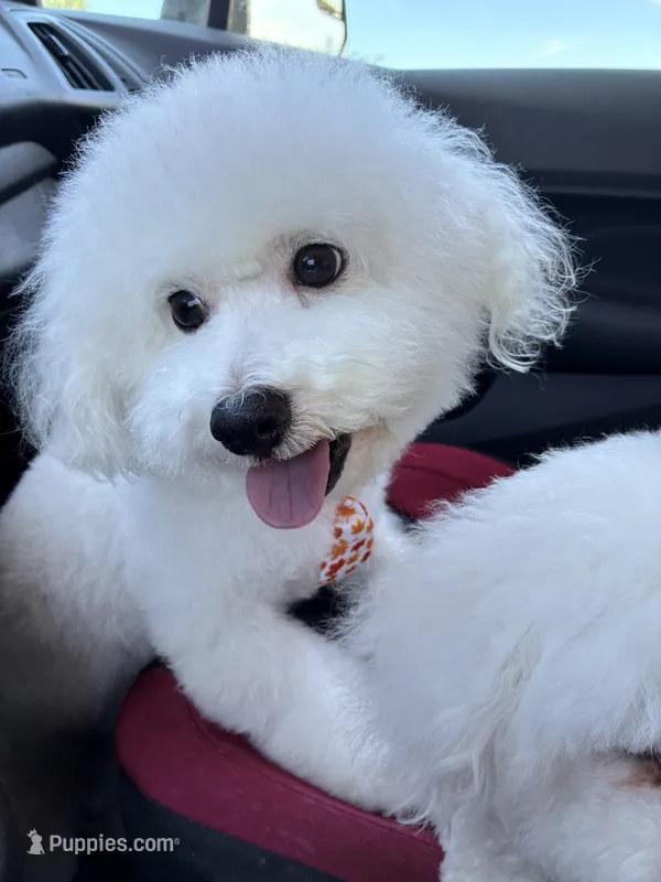 Bichon males – Bichon Frise puppy for sale in Tampa, FL