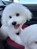 Bichon males, a male Bichon Frise for sale in Tampa, FL – 1 of 1