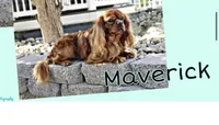 Maverick, a male Cavalier King Charles Spaniel for sale in Los Angeles, CA – Photo 1 of 3
