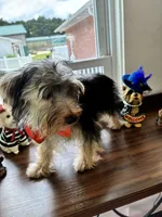 Jinx, a male Morkie for sale in Redding, CA – 2 of 6
