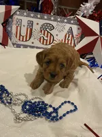 Addie , a female Cavapoo for sale in San Diego, CA – 3 of 7