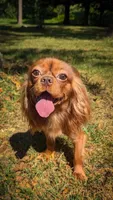 Riggs, a male Cavalier King Charles Spaniel for sale in Los Angeles, CA – Photo 2 of 4