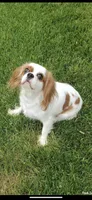 Venus, a female Cavalier King Charles Spaniel for sale in Los Angeles, CA – Photo 7 of 7