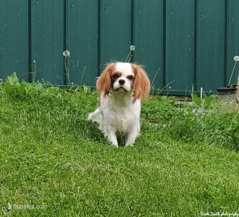 Venus, a female Cavalier King Charles Spaniel for sale in Los Angeles, CA – Photo 1 of 7