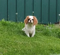 Venus, a female Cavalier King Charles Spaniel for sale in Los Angeles, CA – Photo 1 of 7