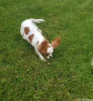 Venus, a female Cavalier King Charles Spaniel for sale in Los Angeles, CA – Photo 4 of 7