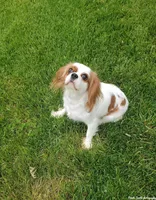 Venus, a female Cavalier King Charles Spaniel for sale in Los Angeles, CA – Photo 3 of 7
