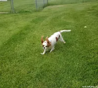 Venus, a female Cavalier King Charles Spaniel for sale in Los Angeles, CA – Photo 2 of 7