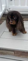 Mr. GoodBar, a male Cavalier King Charles Spaniel for sale in San Diego, CA – 9 of 9