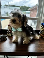 Jinx, a male Morkie for sale in Redding, CA – 5 of 6