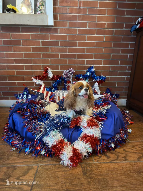 Biscuit – Cavalier King Charles Spaniel puppy for sale in San Diego, CA