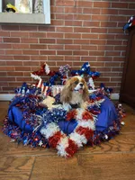 Biscuit, a female Cavalier King Charles Spaniel for sale in San Diego, CA – 1 of 8