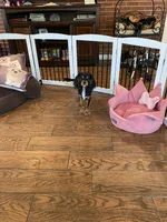 Anastasia, a female Cavalier King Charles Spaniel for sale in Big Bend, CA – 2 of 7