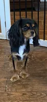 Anastasia, a female Cavalier King Charles Spaniel for sale in Big Bend, CA – 3 of 7