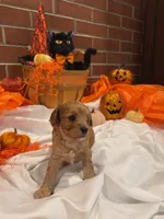 Cavachons male 1, a male Cavachon for sale in Tampa, FL – 2 of 7