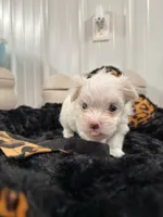 Male, a male Maltese for sale in Tampa, FL – 6 of 8
