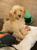 Britt, a female Cavapoo for sale in Los Angeles, CA – Photo 2 of 6