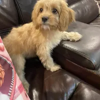 Britt, a female Cavapoo for sale in Los Angeles, CA – Photo 5 of 6