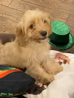 Britt, a female Cavapoo for sale in Los Angeles, CA – Photo 4 of 6