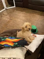 Britt, a female Cavapoo for sale in Los Angeles, CA – Photo 3 of 6