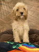 Britt, a female Cavapoo for sale in Los Angeles, CA – Photo 1 of 6