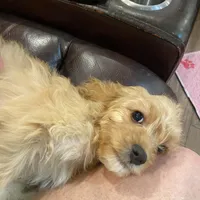 Britt, a female Cavapoo for sale in Los Angeles, CA – Photo 6 of 6