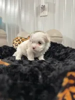 Male, a male Maltese for sale in Tampa, FL – 4 of 8