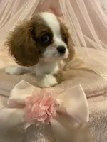 Viv, a female Cavalier King Charles Spaniel for sale in Los Angeles, CA – Photo 2 of 5