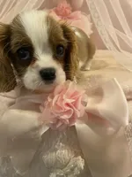 Viv, a female Cavalier King Charles Spaniel for sale in Los Angeles, CA – Photo 5 of 5