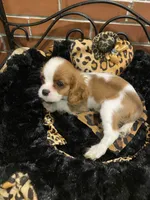 Viv, a female Cavalier King Charles Spaniel for sale in Los Angeles, CA – Photo 1 of 5