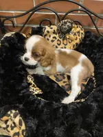 Viv, a female Cavalier King Charles Spaniel for sale in Los Angeles, CA – Photo 4 of 5
