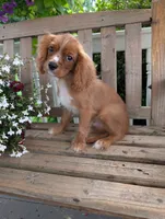 Dallas, a male Cavalier King Charles Spaniel for sale in Temecula, CA – 4 of 8