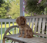 Little mousse , a male Cavalier King Charles Spaniel for sale in Big Bend, CA – 5 of 10