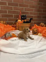 Boy2, a male Cavachon for sale in Tampa, FL – 6 of 7