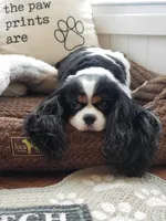 Savannah, a female Cavalier King Charles Spaniel for sale in Los Angeles, CA – Photo 5 of 6