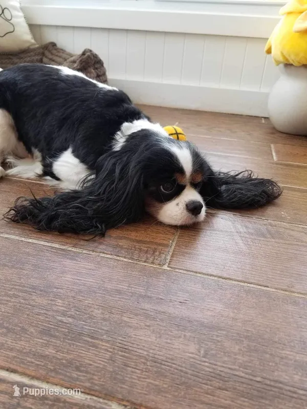 Savannah, a female Cavalier King Charles Spaniel for sale in Los Angeles, CA – Photo 1 of 6